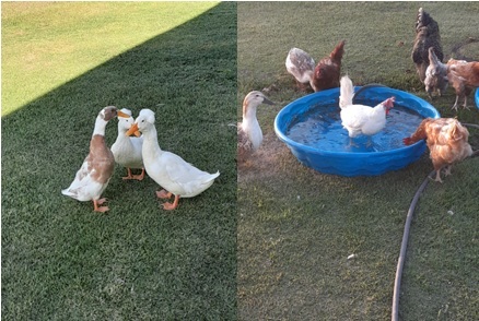 Ducks - Copy.jpg